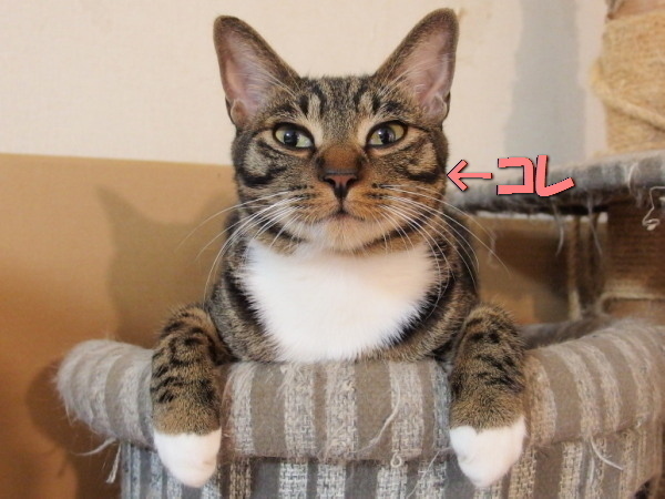 20151107kokoro02.jpg