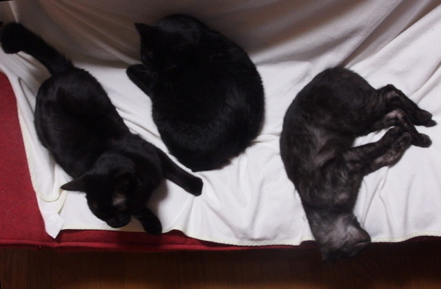 20151123kuro01.jpg