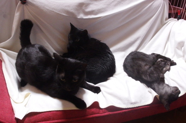 20151123kuro02.jpg