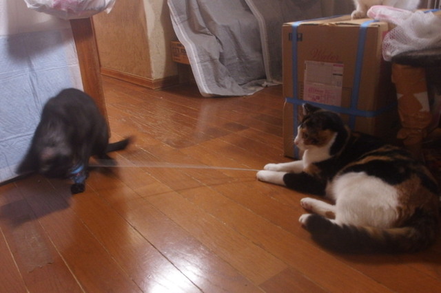 20151123mikeyo02.jpg