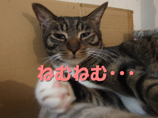 20151203kokoro03.jpg