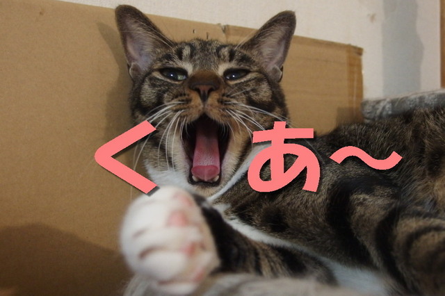 20151203kokoro04.jpg
