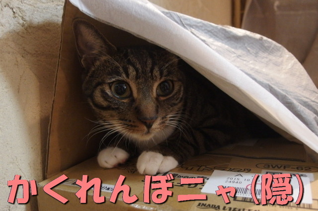 20151203kokoro06.jpg