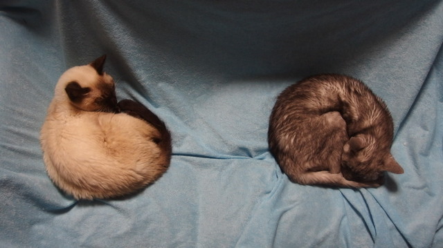 20151205_milk_silver01.jpg