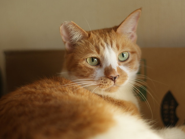 20151220kiku01.jpg
