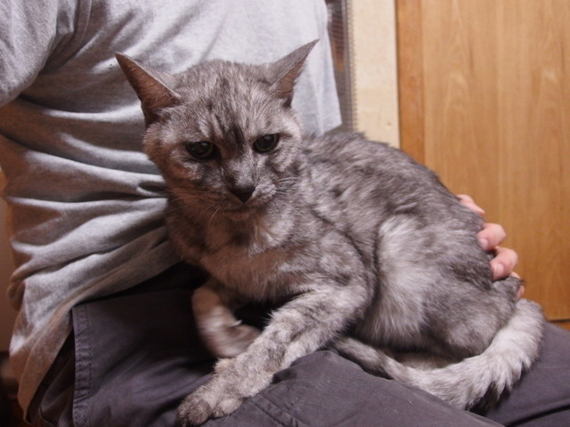 20151221silver01.jpg