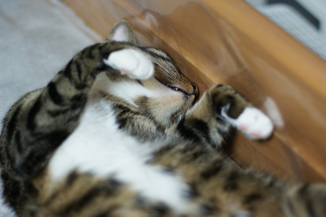 20151224kokoro03.jpg