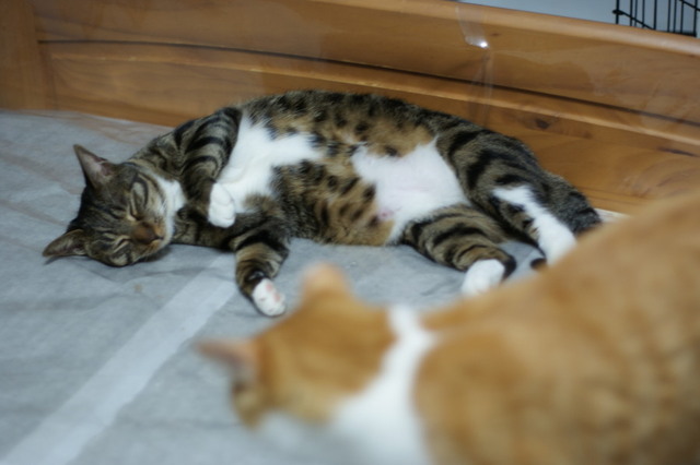 20151224kokoro04.jpg