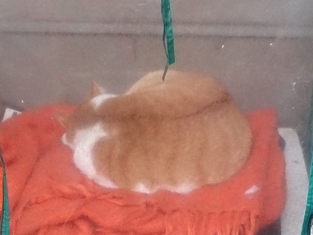 20151230onshitsu02.jpg