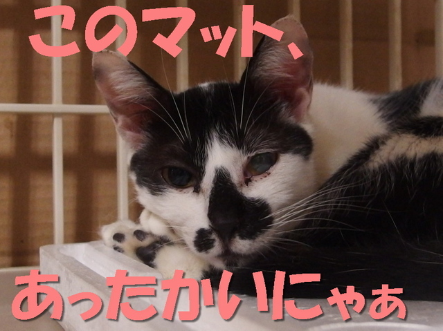 20160105sawa02.jpg