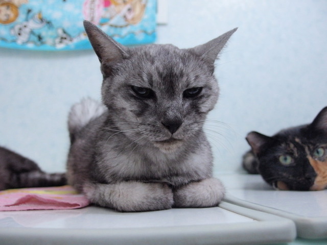 20160107silver01.jpg