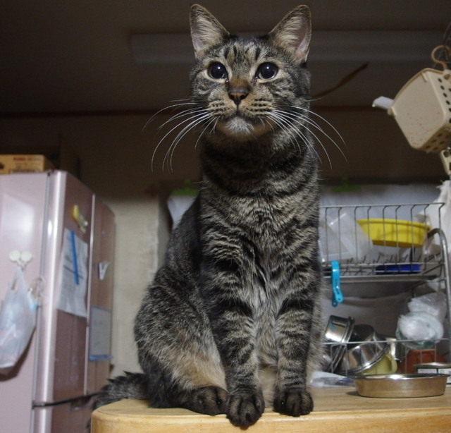 20160127ramu01.jpg
