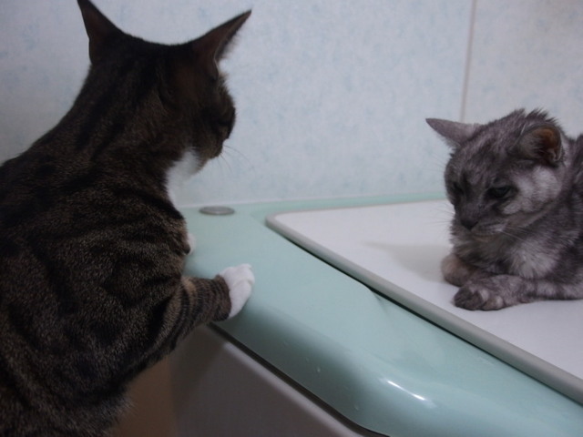 20160205kokoro01.jpg