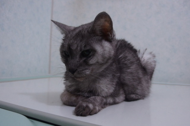 20160205siruba01.jpg