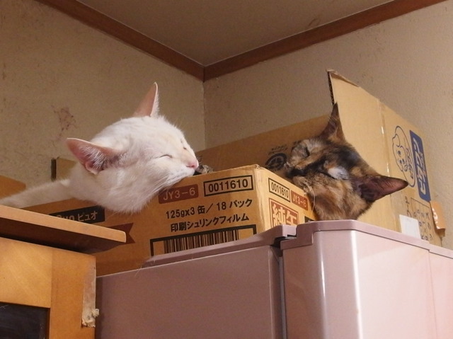 20160210yuki_tamae01.jpg