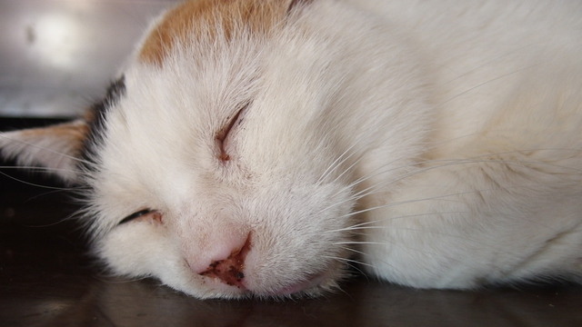 20160221oomike01.jpg