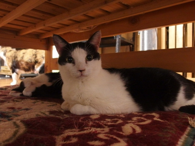 20160224hachi01.jpg