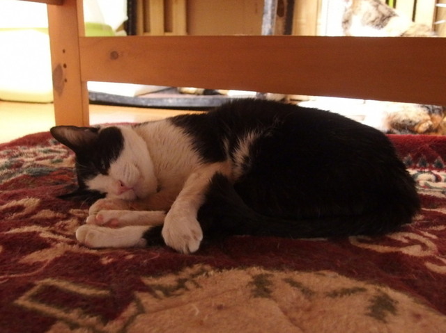 20160224sai01.jpg