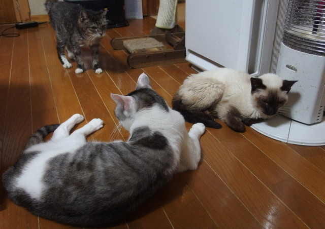 20160227milk01.jpg