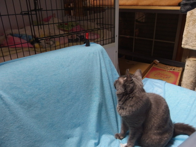 20160324ichi02.jpg