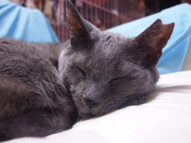 20160329ichi02.jpg