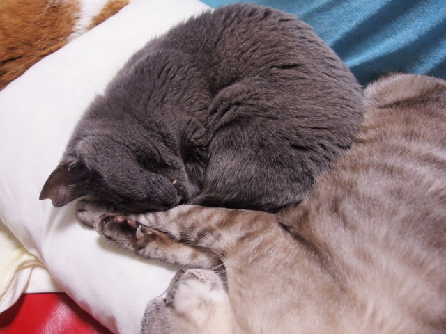20160329ichi03.jpg