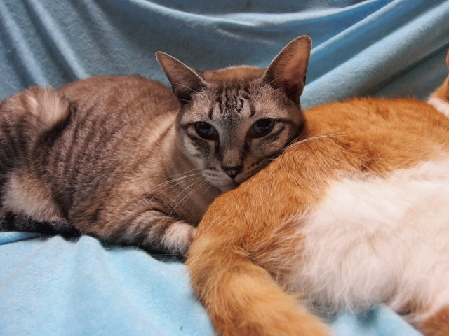 20160330chiro01.jpg