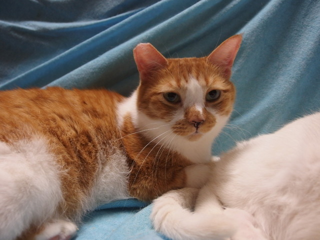 20160330kiku01.jpg