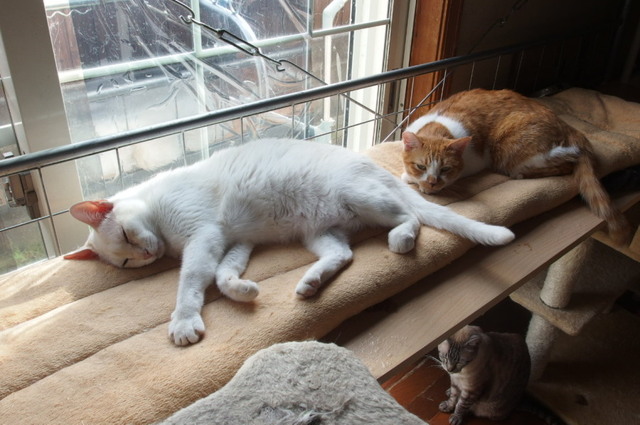20160409yuki_kiku01.jpg
