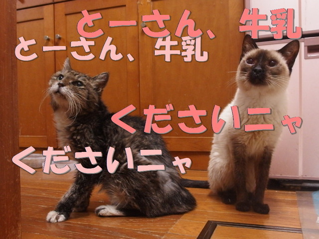 20160410milk_ururu02.jpg