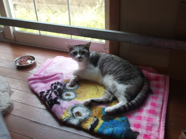 20160425chobi01.jpg