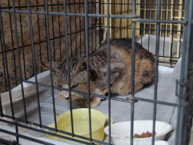 20160501yakitori04.jpg