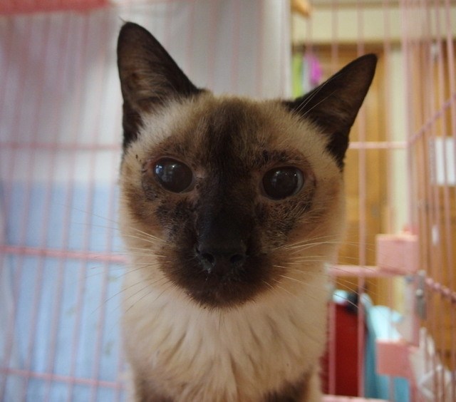 20160514milk01.jpg