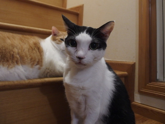 20160716hachi02.jpg