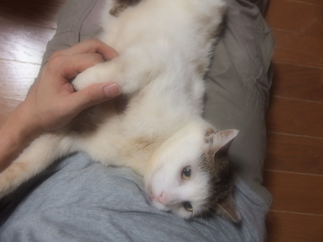 20160727tomo02.jpg
