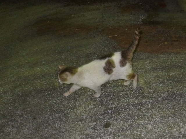 20160728tomo01.jpg