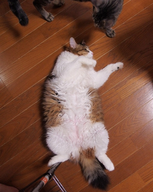 2016073mimi01.jpg