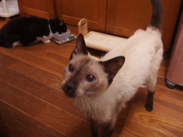 20160809milk01.jpg