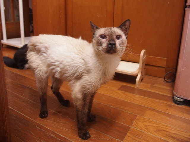 20160809milk02.jpg