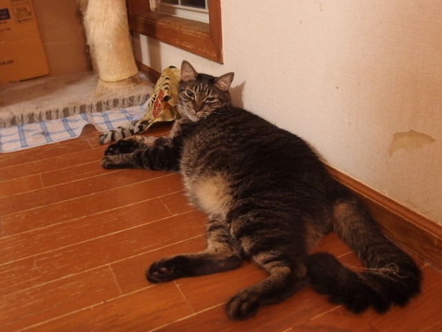 20160809ramu01.jpg