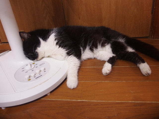 20160809suzu01.jpg