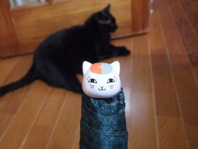 20160825nyanko01.jpg