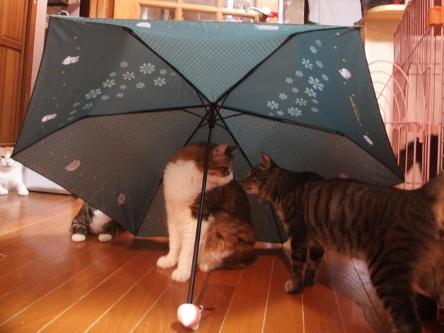 20160825nyanko02.jpg