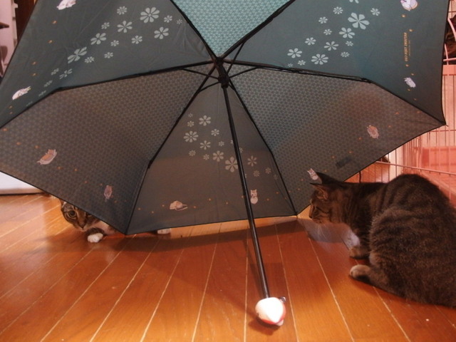 20160825nyanko03.jpg