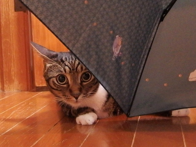 20160825nyanko04.jpg