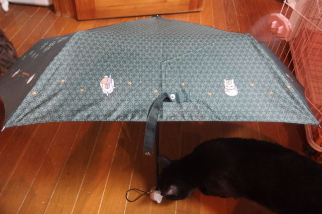 20160825nyanko09.jpg