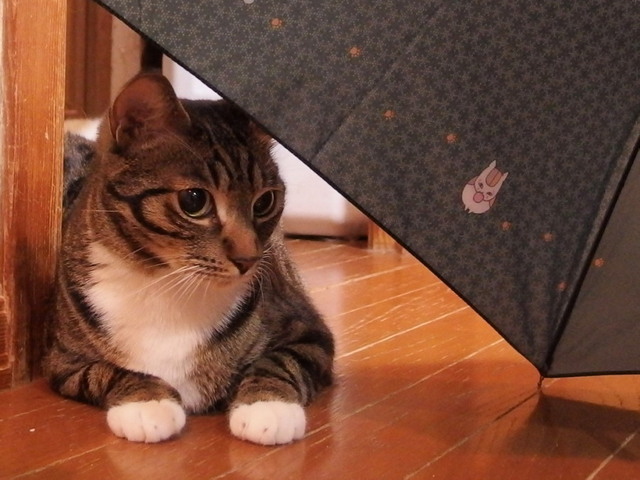 20160825nyanko10.jpg