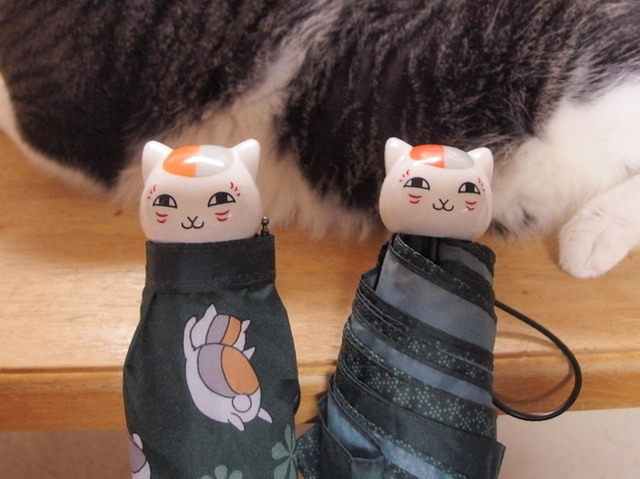 20160828nyanko01.jpg
