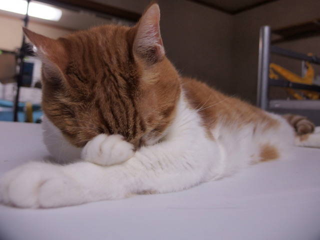 20160924rin01.jpg