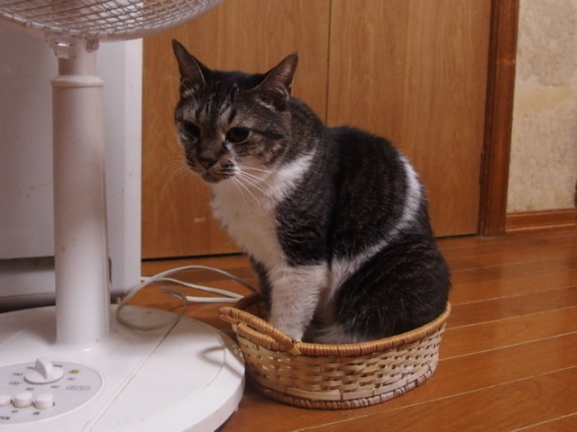 20161001muh01.jpg